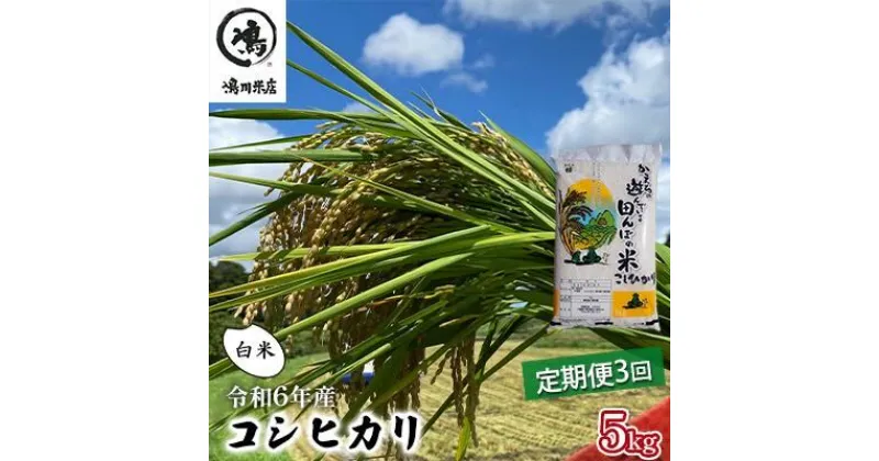 【ふるさと納税】令和6年産　3ヶ月定期便　コシヒカリ　白米　5kg【 お米 粘りつやつや 甘み】　定期便・ お米 精米 粘りつやつや 甘み 美味しい 新鮮 　お届け：2025年8月31日まで