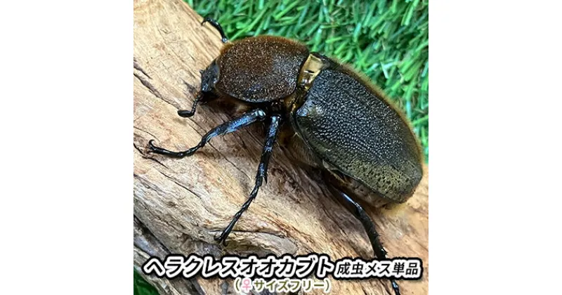 【ふるさと納税】ヘラクレスオオカブト成虫メス単品（♀サイズフリー）【 生き物 昆虫 男の子 子供 飼育観察 自由研究 自然 環境 学習 孫 プレゼント 学び 】　 生き物 昆虫 男の子 子供 飼育観察 自由研究 自然 環境 学習 孫 プレゼント 学び