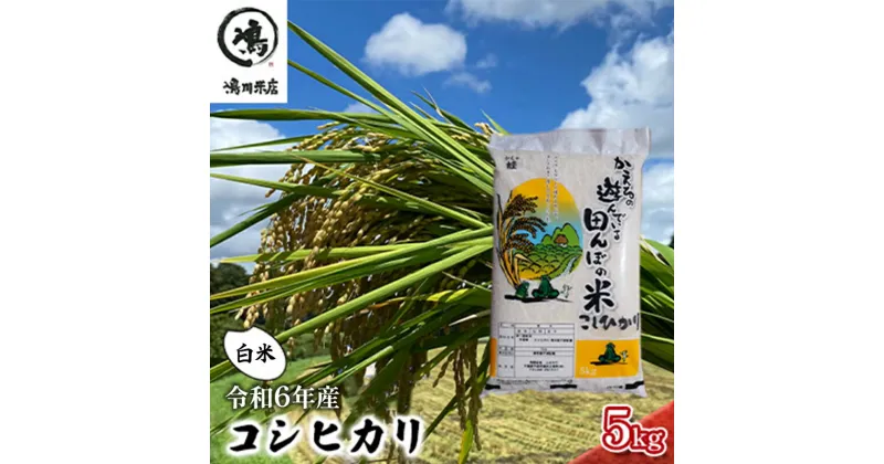 【ふるさと納税】コシヒカリ　白米　5kg　令和6年産　 お米 精米 ご飯 コシヒカリ 美味しい 粘り つやつや 甘み 　お届け：2024年8月中旬～2025年8月下旬まで