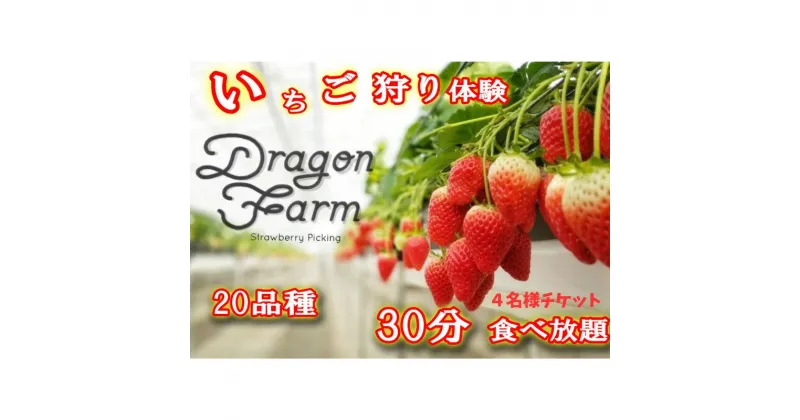 【ふるさと納税】いちご狩り4名用チケット　 体験チケット フルーツ狩り 親子 子連れ ファミリー 食べ比べ お出かけ