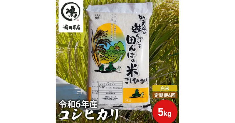 【ふるさと納税】【定期4ヶ月】新米　コシヒカリ　白米　5kg　令和6年産　定期便・ お米 銘柄米 ご飯 おにぎり お弁当 和食 食卓 精米 国産 千葉県産 産地直送