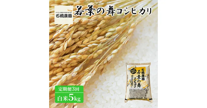 【ふるさと納税】米 若葉の舞 コシヒカリ 白米5kg 定期便3回 こしひかり お米 白米 定期便 精米 千葉 千葉県 低温保存　定期便