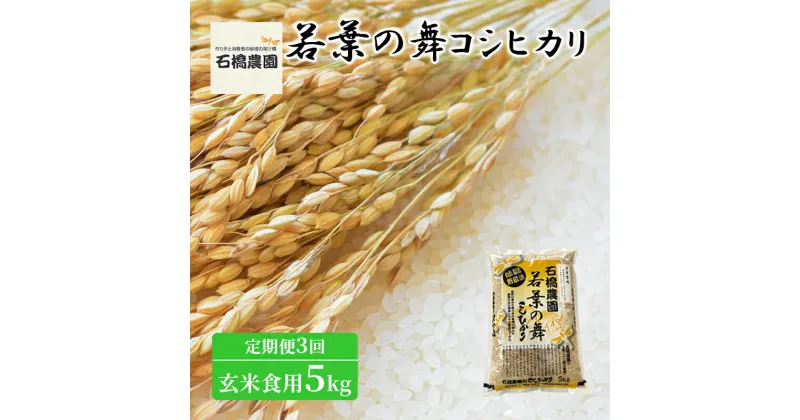 【ふるさと納税】米 若葉の舞 コシヒカリ 玄米食用5kg 定期便3回 こしひかり お米 玄米 定期便 千葉 千葉県 低温保存　定期便