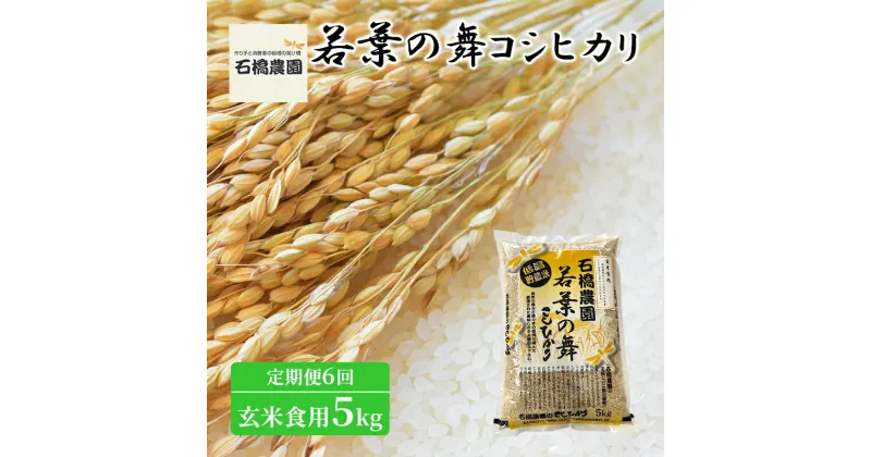 【ふるさと納税】米 若葉の舞 コシヒカリ 玄米食用5kg 定期便6回 こしひかり お米 玄米 定期便 千葉 千葉県 低温保存　定期便