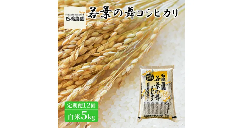 【ふるさと納税】米 若葉の舞 コシヒカリ 白米5kg 定期便12回 こしひかり お米 白米 定期便 精米 千葉 千葉県 低温保存　定期便