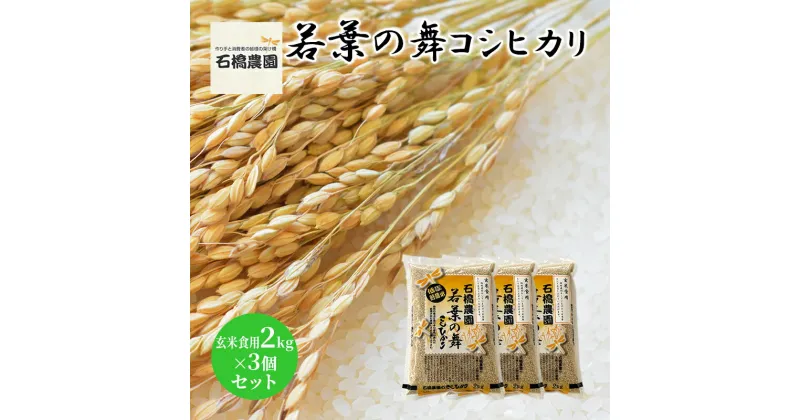 【ふるさと納税】米 若葉の舞 コシヒカリ 玄米食用2kg×3個セット こしひかり セット お米 玄米 千葉 千葉県 低温保存