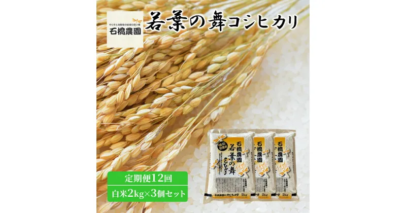 【ふるさと納税】米 若葉の舞 コシヒカリ 白米2kg×3個セット 定期便12回 こしひかり セット 定期便 お米 白米 精米 千葉 千葉県 低温保存　定期便