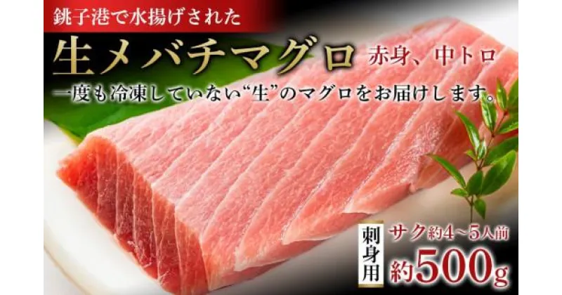 【ふるさと納税】銚子港水揚げ　生メバチマグロ(刺身用サク)500グラム 約4～5人前　※北海道、沖縄県、離島への発送不可　※発送日・曜日指定不可