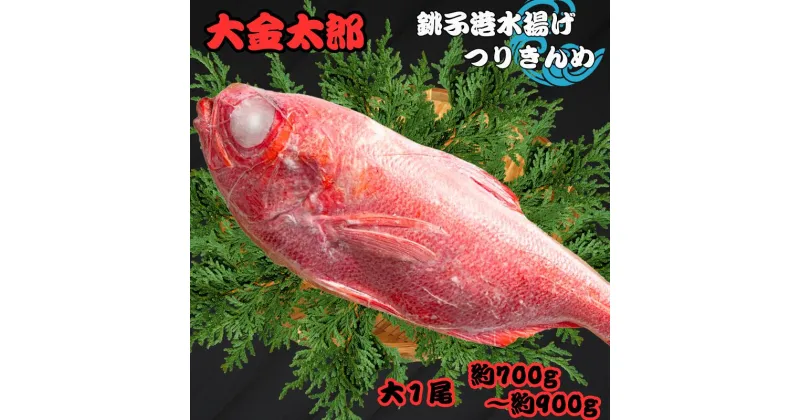 【ふるさと納税】 銚子釣り金目 大金太郎 約700g~900g 金目鯛 銚子 新鮮 銚子港水揚げ 瞬間冷凍 つりきんめ キンメ 釣り きんめ キンメダイ きんめだい おさしみ 刺し身 煮つけ 海鮮料理 千葉県 銚子市