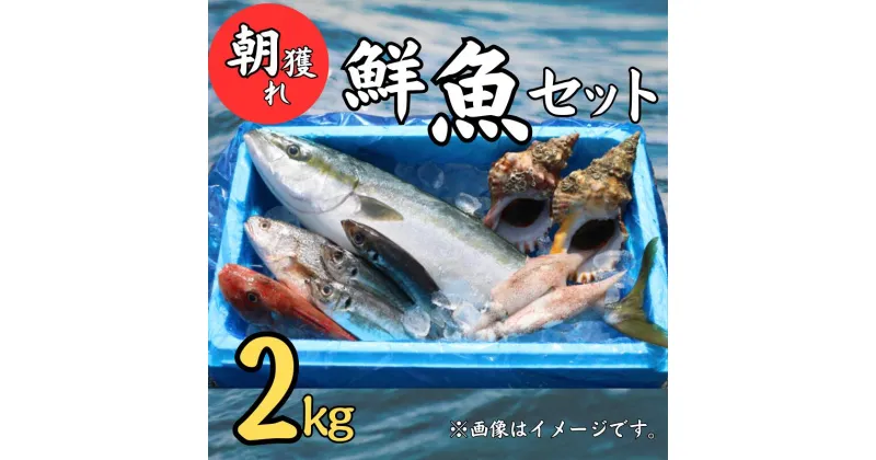 【ふるさと納税】 魚のプロにお任せ！ 銚子港 水揚げ 産地直送 鮮魚セット 2kg 旬の魚 旬の鮮魚 魚 鮮魚 セット 海の幸 刺身 お任せ 厳選 朝採れ 鮮度抜群 マイワシ サバ 鯵 真アジ マアジ 真鯛 鯛 平目 金目鯛 ホウボウ メヒカリ めひかり かねやま水産 千葉県 銚子市