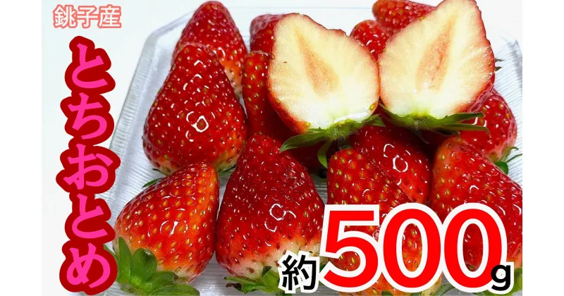 【ふるさと納税】 先行予約 いちご とちおとめ（ 500g ） 萩谷園芸 銚子産 苺 いちご イチゴ ビタミンC 葉酸 食物繊維 デザート ミルフィーユ フルーツ ヨーグルト スムージー 千葉県 銚子市