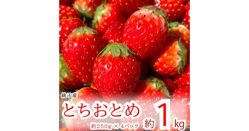 【ふるさと納税】 先行予約 とちおとめ 約1kg 250g×4パック いちご 苺 ストロベリー 果物 フルーツ ジャム ケーキ ゼリー ジュース いちご大福 苺大福 フルーツサンド ショートケーキ 朝摘み 新鮮 産直 安心 安全 期間限定 送料無料 国産 千葉県 銚子市 神原いちご園