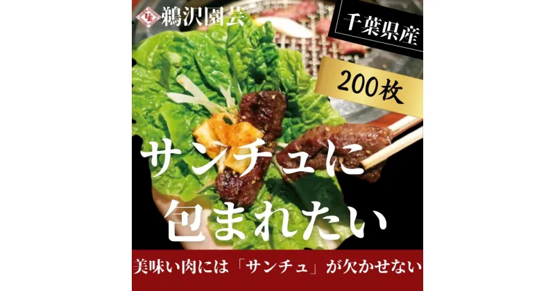 【ふるさと納税】 「 フレッシュサンチュ 」 合計200枚（10枚入×20パック） ふるさと納税 新鮮 フレッシュ サンチュ 焼き肉レタス チシャ チシャ菜 焼肉 焼き肉 BBQ バーベキュー 夏休み 銚子産 千葉県 銚子 鵜沢園芸