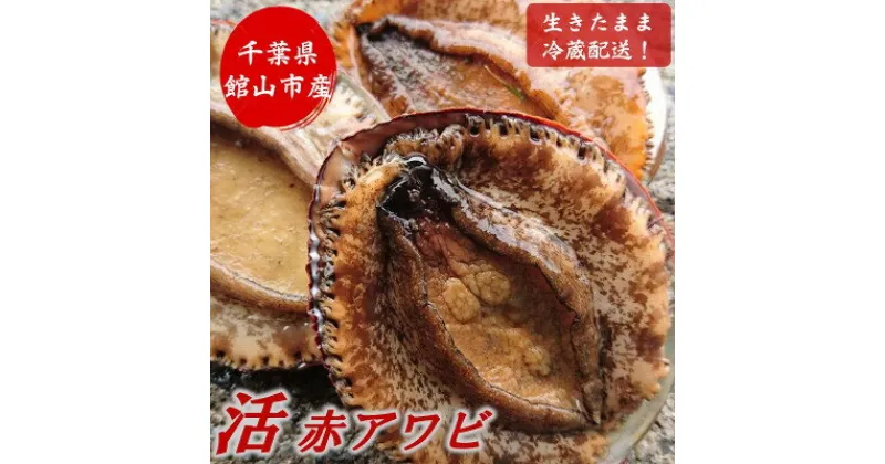 【ふるさと納税】【金曜日発送】漁師直送!天然活メガイアワビ1kg(2～5枚)【配送不可地域：離島・北海道・沖縄県・東北・中国・四国・九州】【1532974】