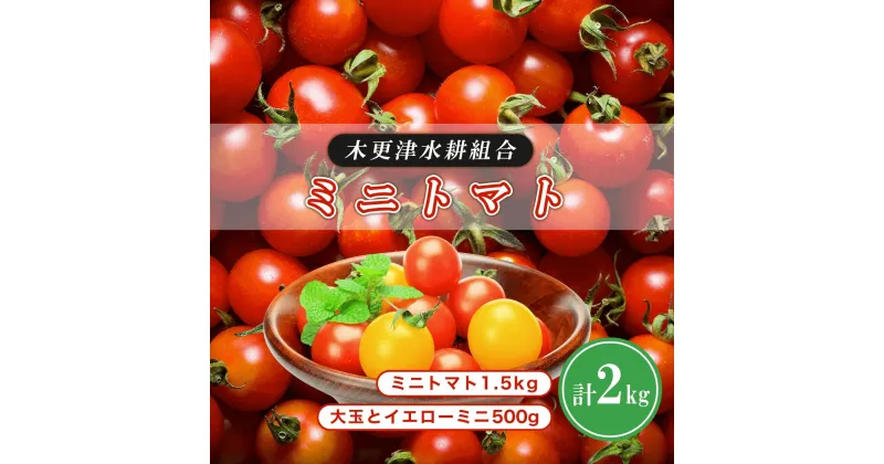 【ふるさと納税】ミニトマト1.5kg　大玉とイエローミニ500g 計2kg＜木更津水耕組合＞ ふるさと納税 ミニトマト 千葉県 木更津 送料無料 KBD001