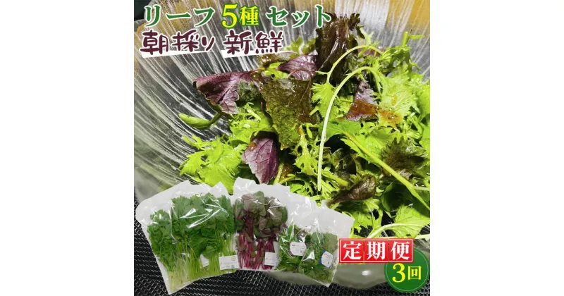 【ふるさと納税】No.157 【毎月定期便3回】朝採りお日様リーフ5種セット ／ ベビーリーフミックス 季節 おすすめ 野菜 送料無料 千葉県