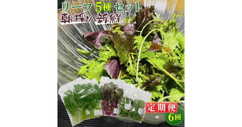 【ふるさと納税】No.160 【毎月定期便6回】朝採りお日様リーフ5種セット ／ ベビーリーフミックス 季節 おすすめ 野菜 送料無料 千葉県