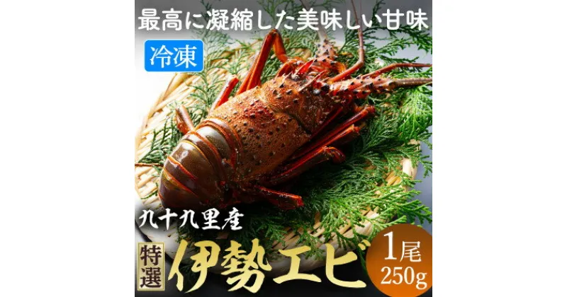 【ふるさと納税】甘い!旨い!冷凍品とは思えない!活け〆リキッド冷凍伊勢海老(刺身用) 約250g/1尾入り【配送不可地域：離島】【1476624】