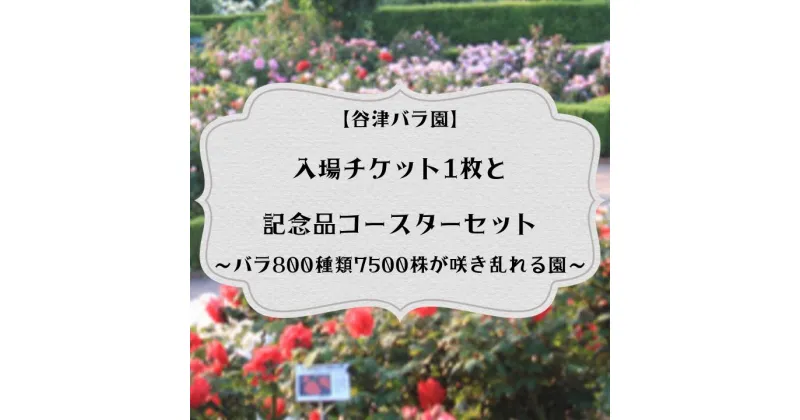 【ふるさと納税】バラ800種類7500株が咲き乱れる【谷津バラ園】入場チケット1枚と記念品コースターセット　バラ色のしあわせなひとときを！