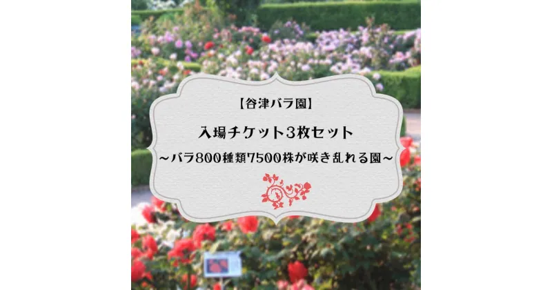 【ふるさと納税】バラ800種類7500株が咲き乱れる【谷津バラ園】入場チケット3枚セット　バラ色のしあわせなひとときを！