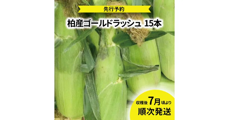 【ふるさと納税】 【先行予約】 【2025年7月発送】 おすすめ 柏産 ゴールドラッシュ 15本 とうもろこし トウモロコシ コーン おいしい 旬 季節 時期 BBQ たっぷり 大量