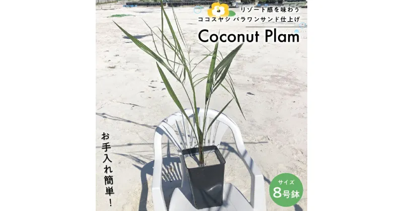 【ふるさと納税】おすすめ ココスヤシ 8号鉢 1個 パラワンサンド仕上げ 植木 植物 室内 屋外 お手入れ 楽 日陰 鉢植 庭 観葉植物 人気 越冬 リビング リゾート ココナッツヤシ やし 椰子 パーム ハワイ インテリア ガーデン