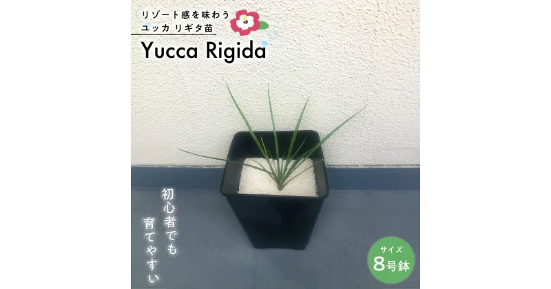 【ふるさと納税】おすすめ ユッカ リギタ苗 8号鉢 1個 植木 植物 室内 屋外 お手入れ 楽 日陰 鉢植 庭 観葉植物 人気 越冬 リビング リゾート ハワイ インテリア ガーデン