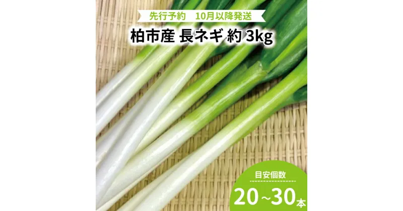 【ふるさと納税】 【先行予約】 おすすめ 柏産 長ネギ 3kg ネギ 野菜 農産物 産地直送 おいしい 旬 季節 時期 大量 たっぷり