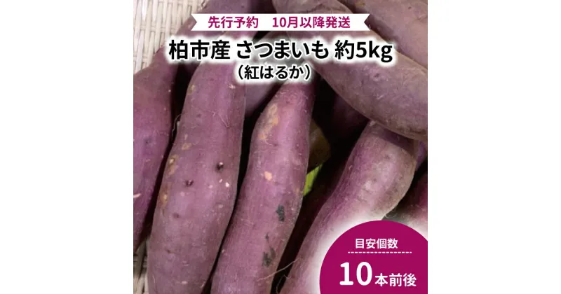 【ふるさと納税】おすすめ 柏市産 紅はるか 5kg 先行予約 さつまいも サツマイモ スイートポテト お菓子 秋 野菜 農産物 産地直送 おいしい 旬 季節 時期 大量 たっぷり