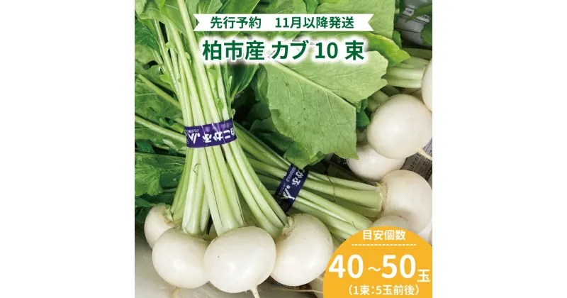 【ふるさと納税】 【先行予約】 おすすめ 柏市産 カブ 10束 こかぶ かぶ 浅漬け 煮物 スープ サラダ おいしい 旬 季節限定 たっぷり 時期