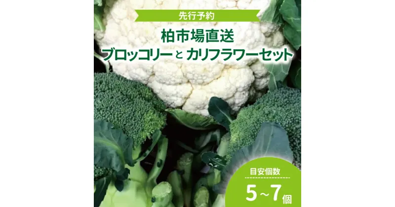 【ふるさと納税】 【先行予約】 【12月発送開始】おすすめ 柏市産 ブロッコリーとカリフラワーセット おいしい 旬 季節限定 たっぷり 旬 サラダ 野菜炒め 冬の味覚 柏市場