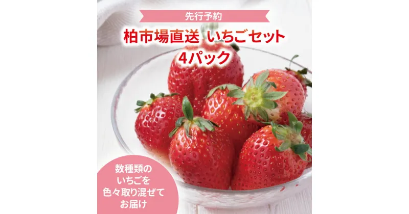 【ふるさと納税】 【先行予約】 【2025年1月発送開始】おすすめ 柏市産 いちごセット 詰め合わせ おいしい 旬 季節限定 たっぷり 旬 フルーツ 果物 苺 ストロベリー とちおとめ 紅ほっぺ やよいひめ 取り混ぜて 4パック冬の味覚 柏市場