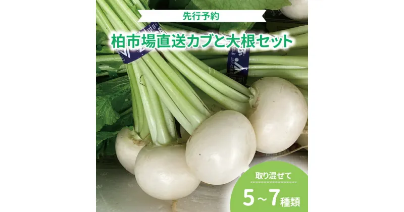 【ふるさと納税】 【先行予約】 【2025年1月発送開始】おすすめ 柏市産 カブと大根セット 詰め合わせ おいしい 旬 季節限定 たっぷり 取り混ぜて サラダ 鍋 炒め物 漬物 冬の味覚 柏市場