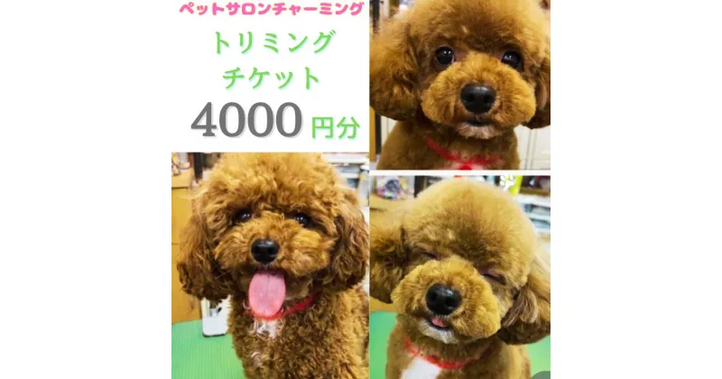 【ふるさと納税】トリミング チケット 4,000円分 犬 ペット 愛犬 ワンちゃん お手入れ 健康