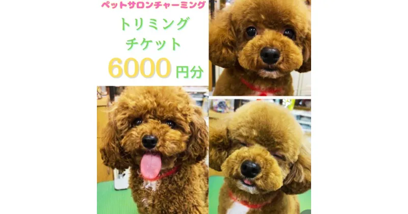 【ふるさと納税】トリミング チケット 6,000円分 犬 ペット 愛犬 ワンちゃん お手入れ 健康