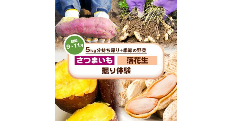 【ふるさと納税】さつまいも 落花生堀り体験 株式会社えか自然農場《30日以内に出荷予定(土日祝除く)》収穫 体験 落花生 サツマイモ 流山市