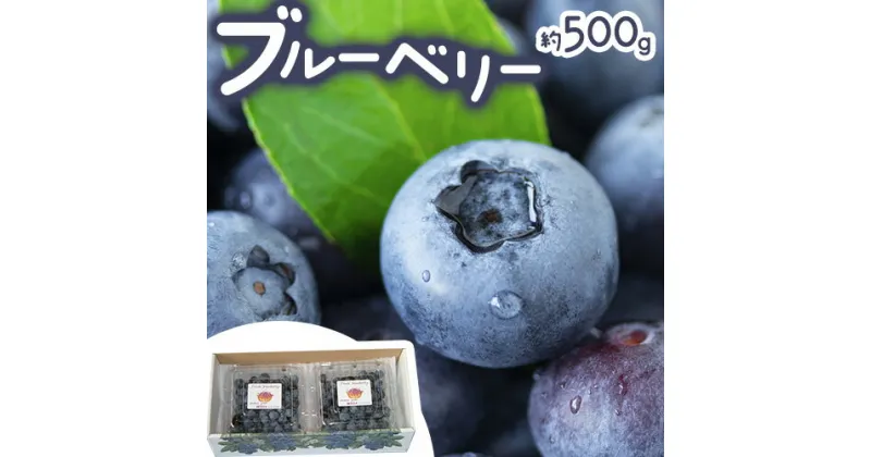 【ふるさと納税】ブルーベリー 約 500g 《6月上旬-8月下旬頃出荷》 Blueberry garden IKEDA 千葉県 流山市 果物 フルーツ 青果物 くだもの ベリー