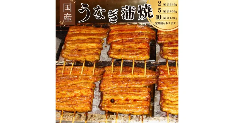 【ふるさと納税】うなぎ 国産 かば焼き 2尾 5尾 10尾 240g 600g 1200g 1.2kg 丑の日 炭火焼 安井家 ギフト 父の日 お取り寄せ 美味しい 日本 パック タレ 山椒 冷蔵 真空パック 贈り物 誕生日 プレゼント 母の日 敬老の日 お祝い お年賀 贈答用 お返し おすすめ 定期便 単発