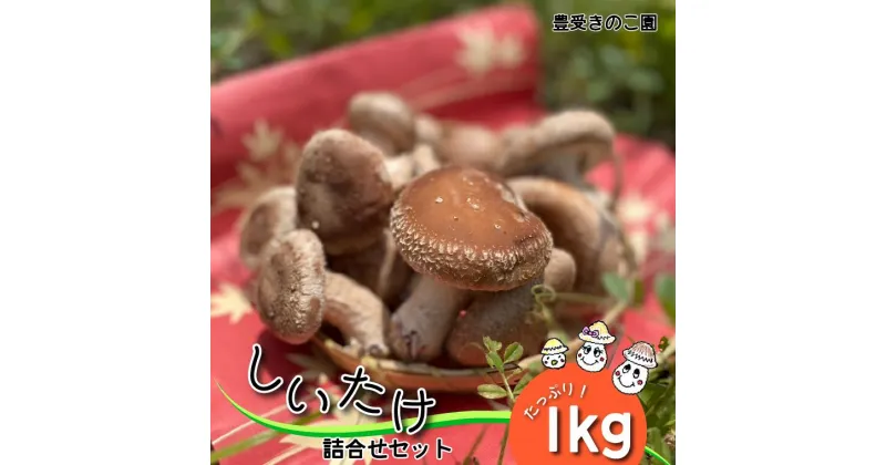 【ふるさと納税】しいたけ 詰め合わせ セット 1kg 福袋 乾燥 生 きのこ おいしい 人気 おすすめ 簡単 園 肉厚 濃厚 生しいたけ たっぷり 限定 使い勝手 乾燥しいたけ 便利 スライス 極太 5種 ひめたけ 豊受きのこ園 軸太 極太しいたけ 乾燥スライス ちびたけ