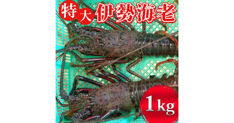 【ふるさと納税】【冷凍】特大伊勢エビ 1kg（2尾） [0030-0047]