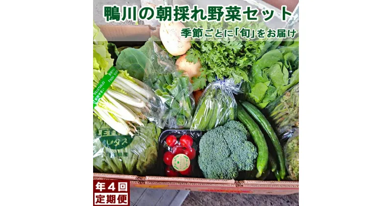 【ふるさと納税】【年4回定期便】鴨川の朝採れ野菜「旬」を味わうセット [0056-0001]