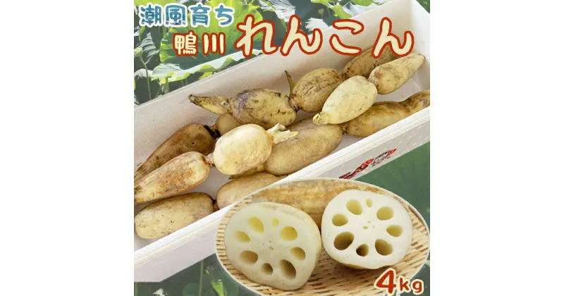 【ふるさと納税】【穫れたて直送!】潮風育ちの『鴨川れんこん』4kg [0014-0022]