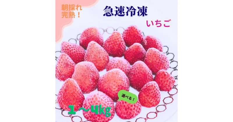 【ふるさと納税】【★先行予約】国産 急速冷凍 完熟いちご 選べる 内容量 1~4kg | 冷凍便 果物 フルーツ くだもの いちご イチゴ 苺 冷凍 いちご 千葉 君津 きみつ　令和7年4月以降順次発送　1kg 2kg 3kg 4kg