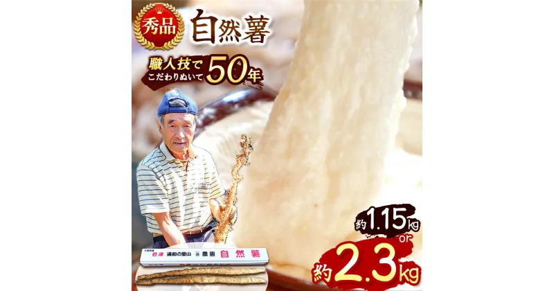 【ふるさと納税】 千葉県産 自然薯 1.15kg or 2.3kg | 1本 2本 3本 送料無料 パイプ 栽培 マルショー農園 じねんじょ 君津市 きみつ 千葉県