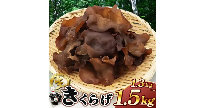 【ふるさと納税】【2025年先行予約】キクラゲ　約1300～1500g| 野菜 やさい きのこ キノコ 木耳 きくらげ キクラゲ 肉厚 千葉 君津 きみつ