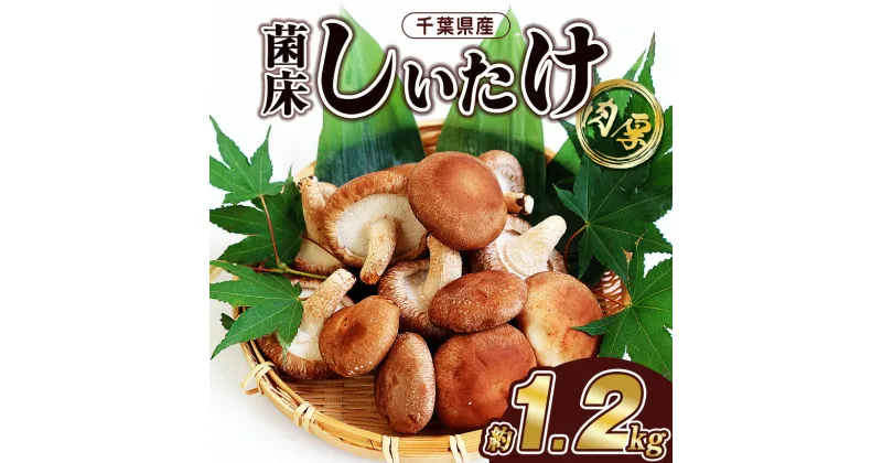 【ふるさと納税】菌床しいたけ 約1200g | 野菜 きのこ キノコ しいたけ シイタケ 肉厚 千葉 君津 きみつ