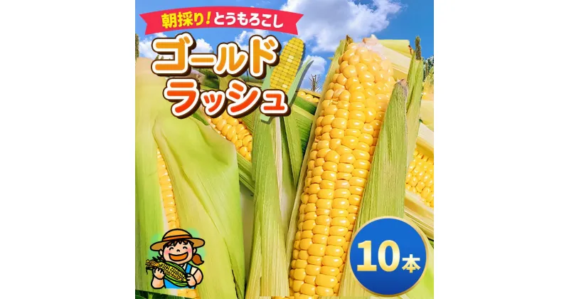 【ふるさと納税】朝採り ゴールドラッシュ 10本 2025年 先行予約 | とうもろこし トウモロコシ 夏野菜 野菜 採れたて 新鮮 愛彩畑 あいさいばたけ 直売所 君津市 きみつ 千葉県