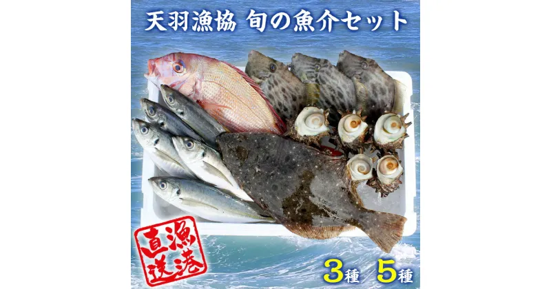 【ふるさと納税】魚介 魚 旬 3種 5種 セット 詰め合わせ おすすめ 活魚 鮮魚 新鮮 朝獲れ直送 産地直送 冷蔵便 天羽漁業協同組合