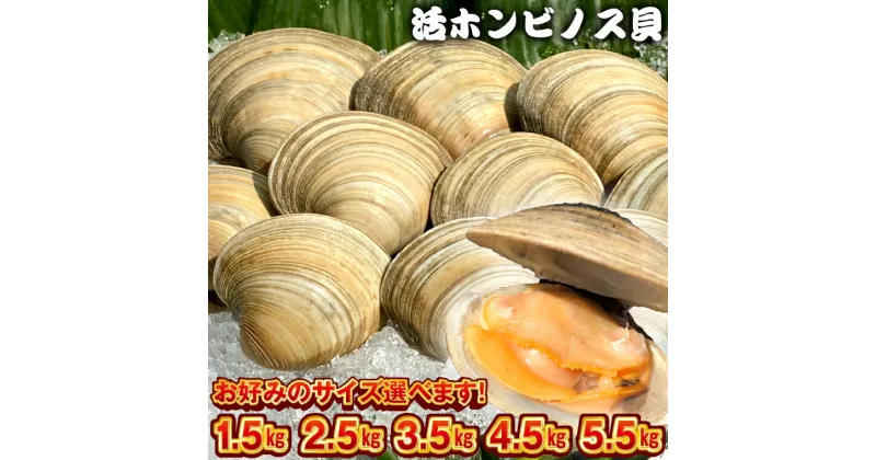 【ふるさと納税】白はまぐり あさり ホンビノス貝 おすすめ 計1.5kg 2.5kg 3.5kg 4.5kg 5.5kg S M L LL 冷蔵 国産 浜焼き BBQ バーベキュー アウトドア キャンプ 漁師直送 容量 サイズ選べます 千葉県 富津市 送料無料