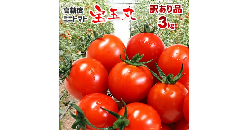 【ふるさと納税】訳あり ミニトマト トマト 高糖度 3kg おすすめ とれたて 新鮮 朝どり 朝どれ 朝採り 宝玉丸 傷もの ヘタなし 期間限定 毎月 数量限定 常温便 産地直送 農家直送 生産者直送 国産 野菜 サラダ 農作物 有機肥料 フードロス削減 食品ロス削減 生産者応援